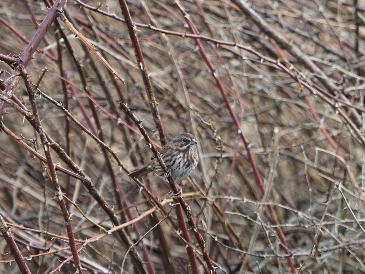 Song Sparrow - ML614329563