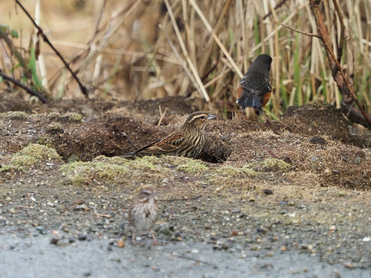 Red-winged Blackbird - ML614329566