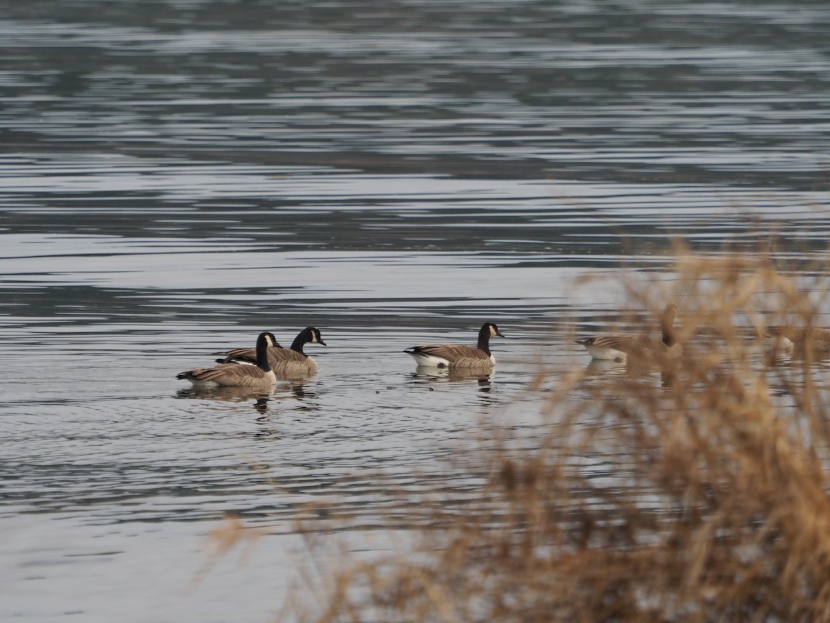 Canada Goose - ML614329571