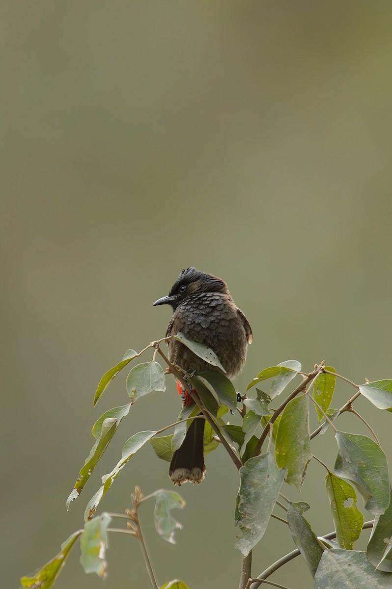 Red-vented Bulbul - ML614329576