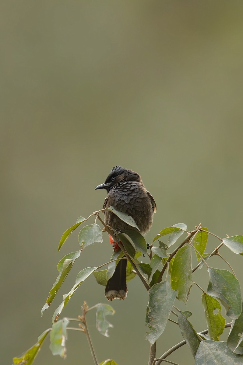 Bulbul à ventre rouge - ML614329576