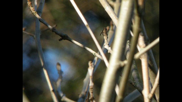 Red-breasted Flycatcher - ML614329594