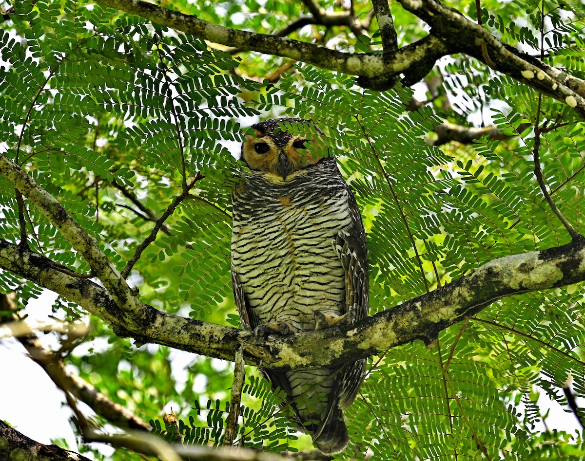 Spotted Wood-Owl - Amar-Singh HSS