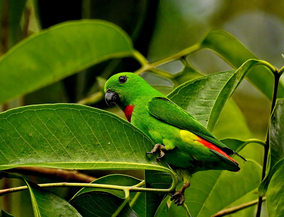 Blue-crowned Hanging-Parrot - Amar-Singh HSS