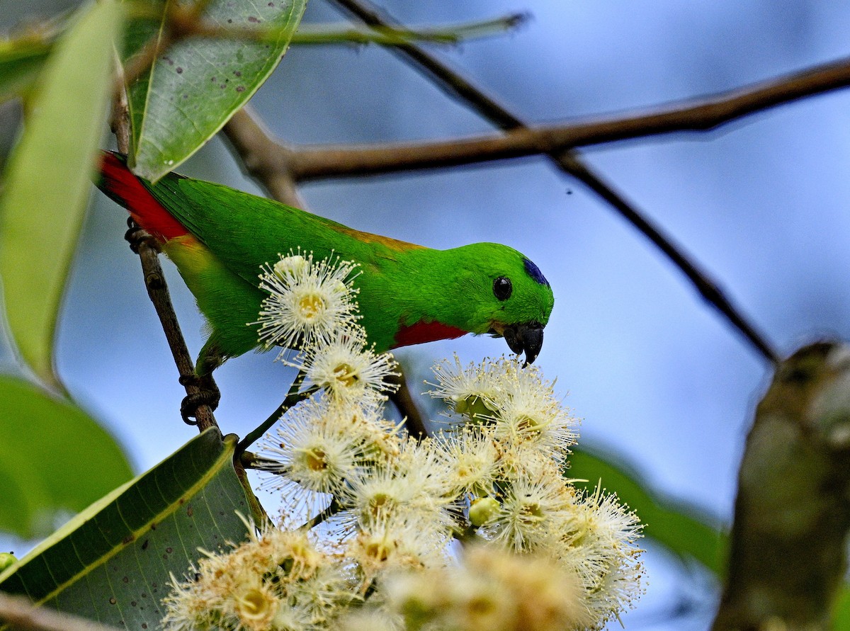 Blue-crowned Hanging-Parrot - Amar-Singh HSS