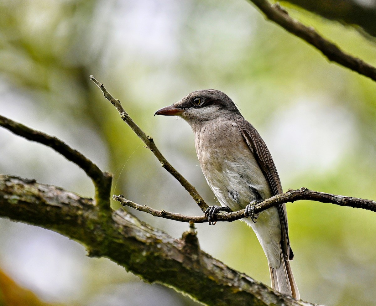 Large Woodshrike - Amar-Singh HSS