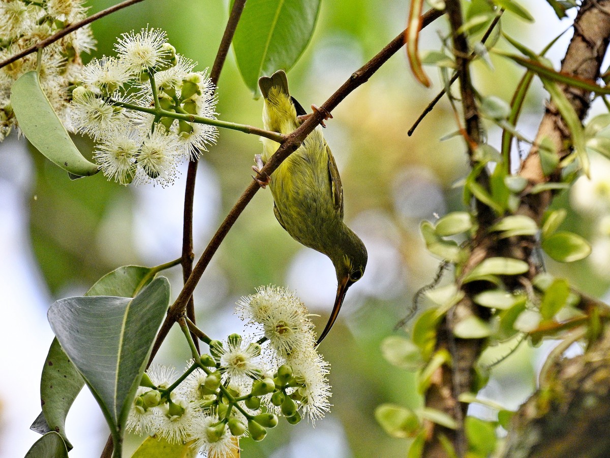 Yellow-eared Spiderhunter - ML614329643