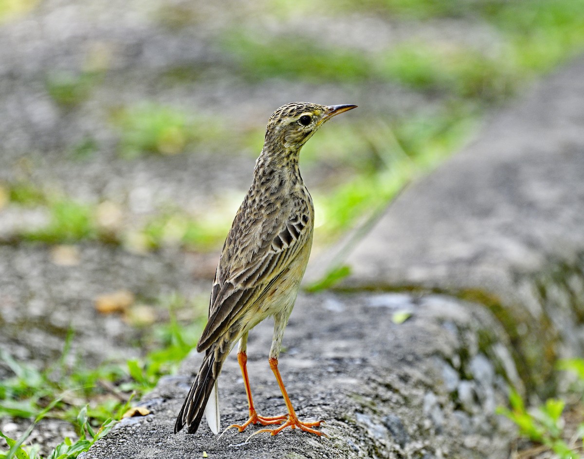 Paddyfield Pipit - Amar-Singh HSS