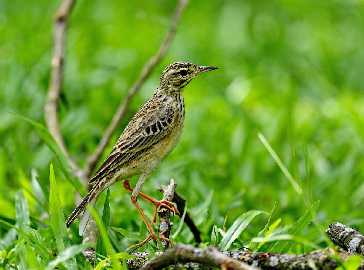 Paddyfield Pipit - Amar-Singh HSS