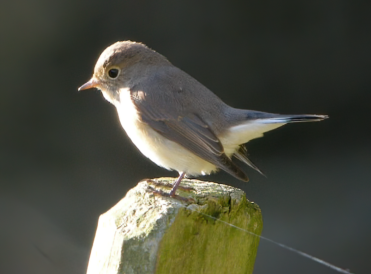 Red-breasted Flycatcher - Eric Francois Roualet