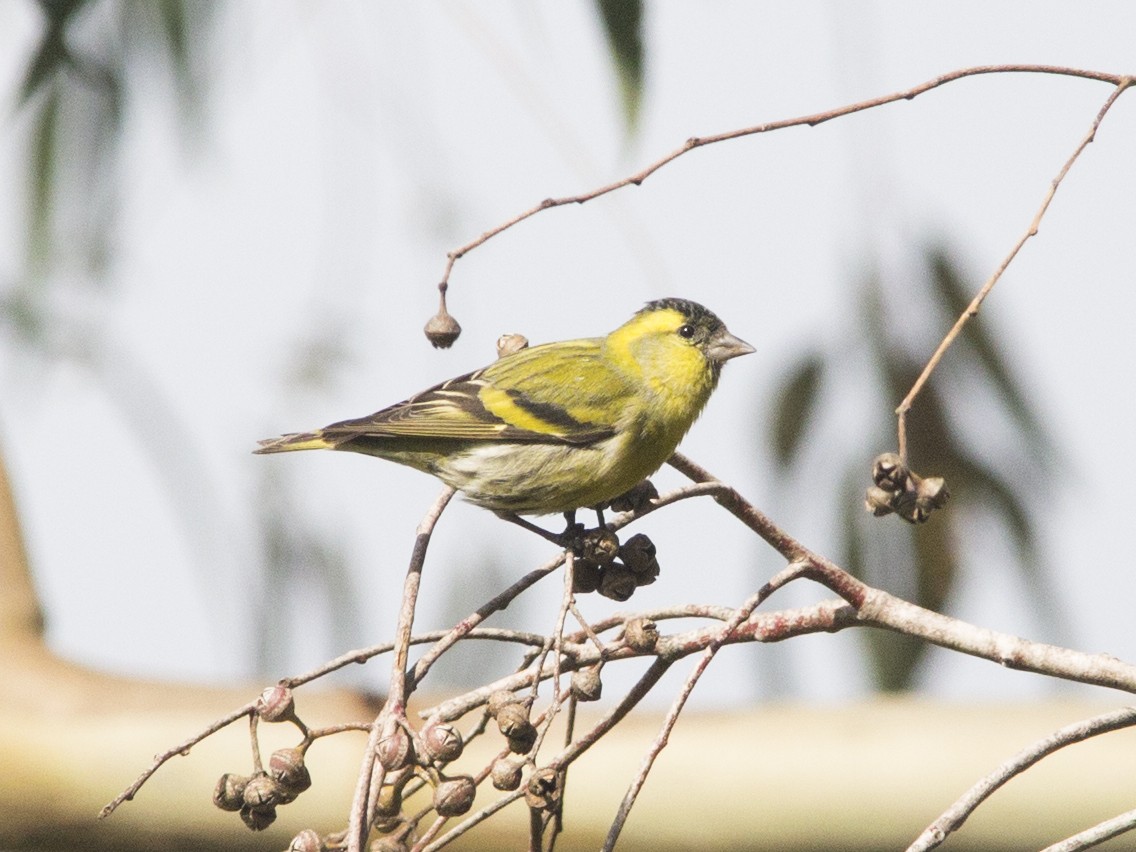 Eurasian Siskin - ML614329713