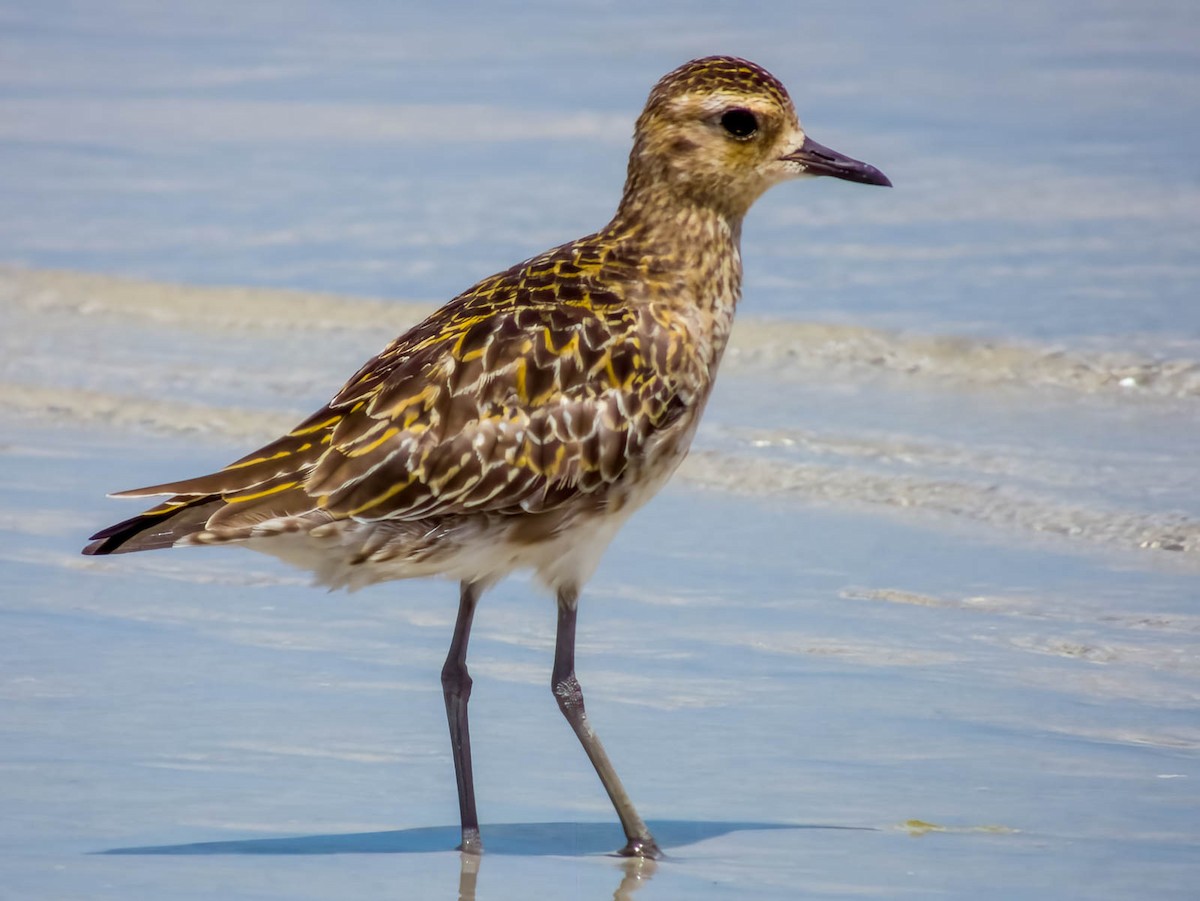 Pacific Golden-Plover - ML614329723