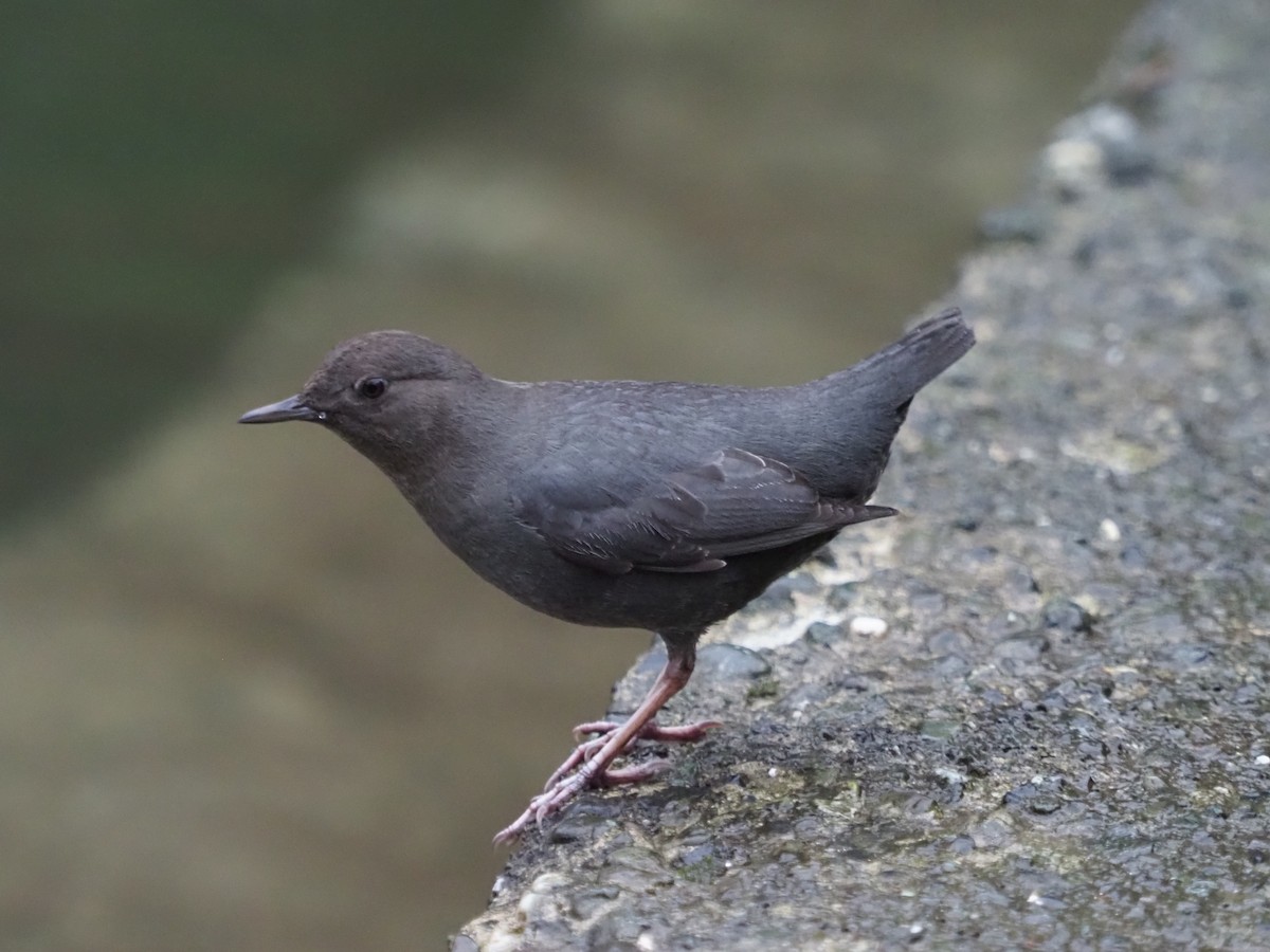 American Dipper - ML614329724