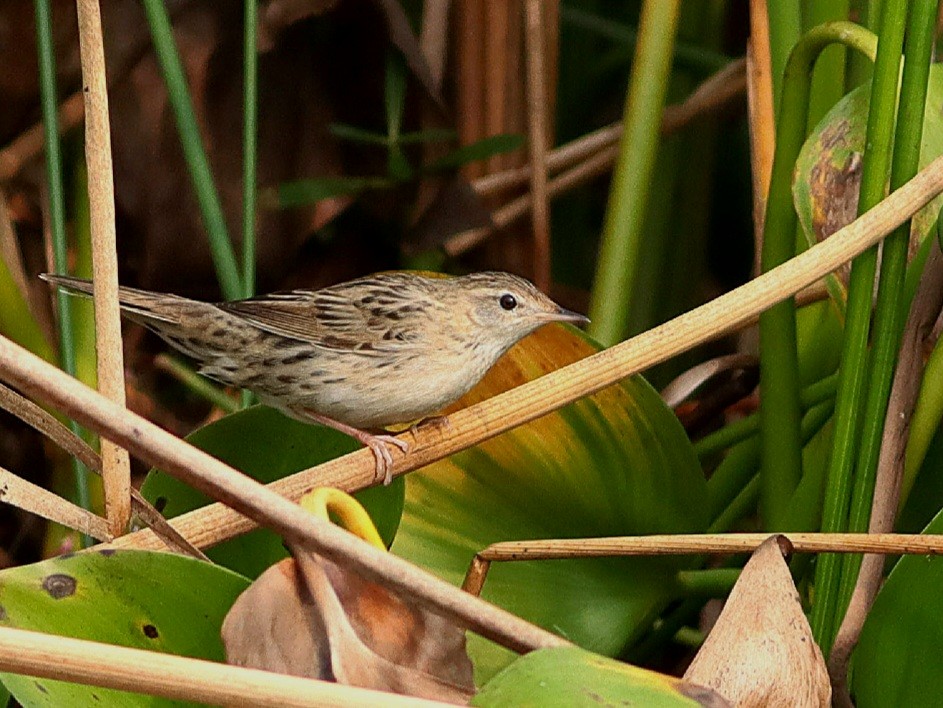 Lanceolated Warbler - ML614329739