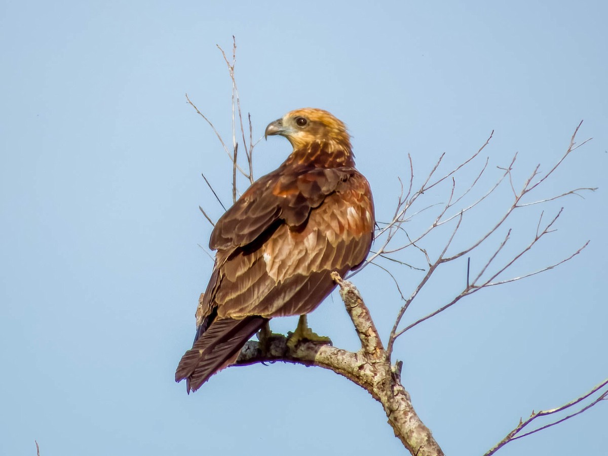 Brahminy Kite - ML614329765