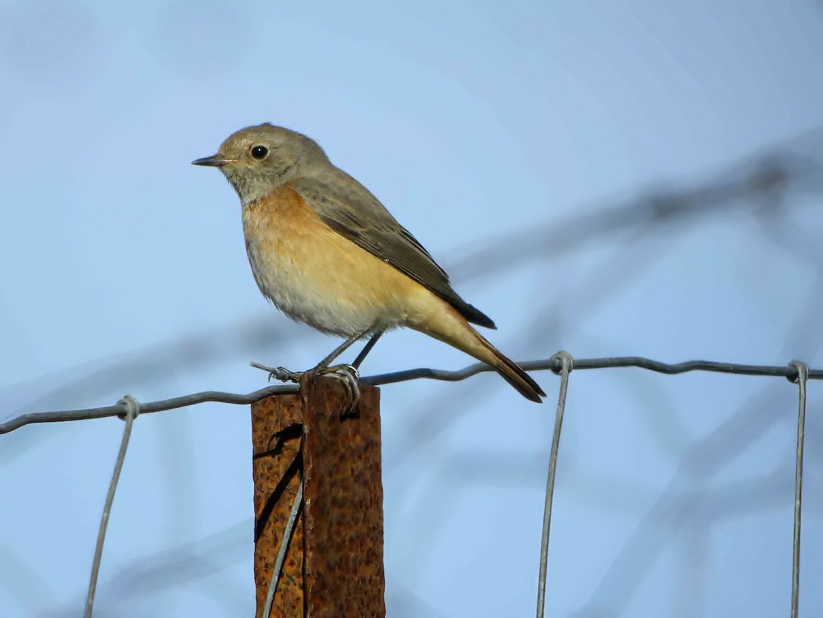 Common Redstart (Common) - Eric Francois Roualet