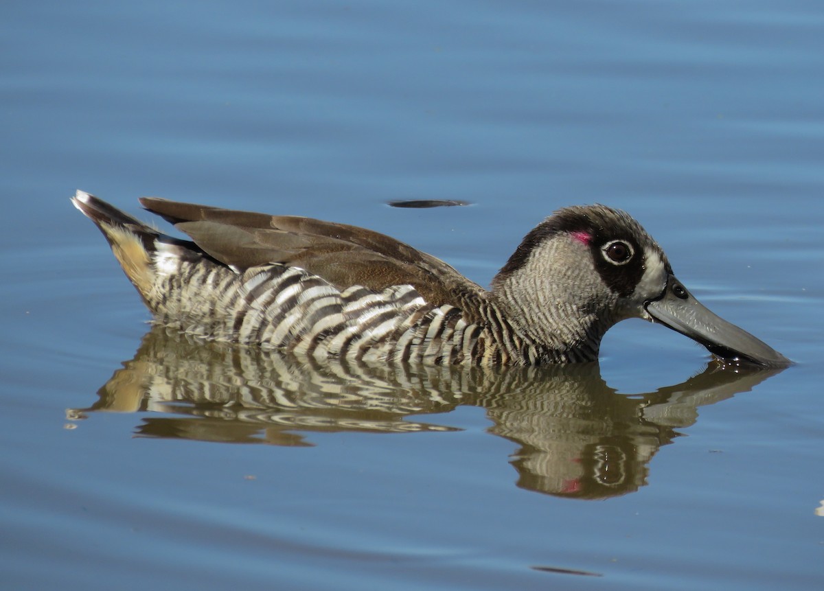 Pink-eared Duck - ML614329890