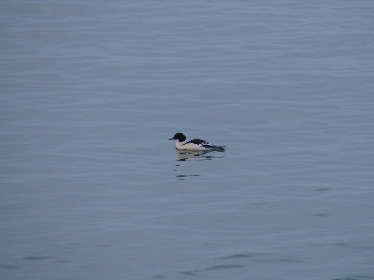 Common Merganser - ML614329915