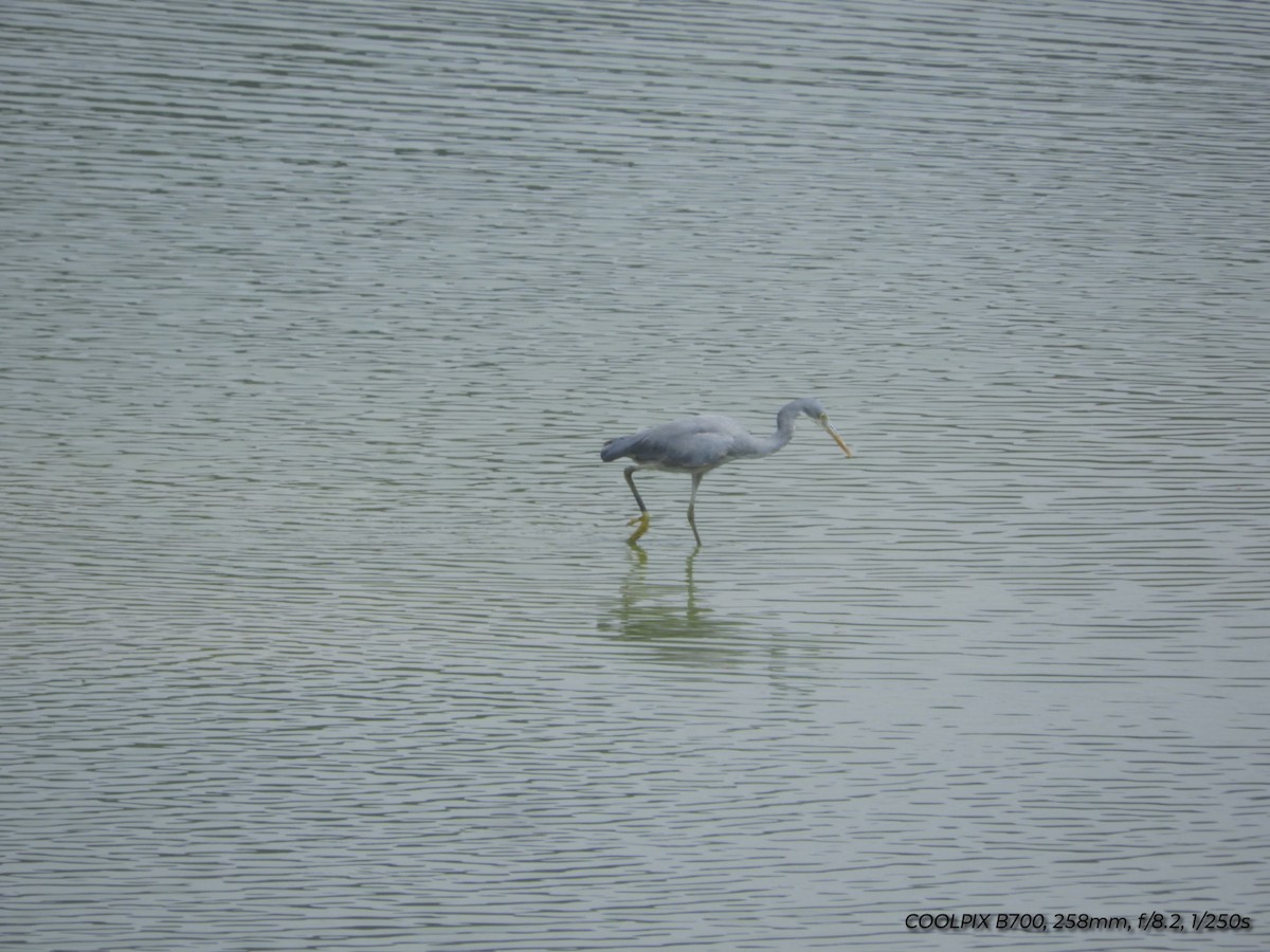 Western Reef-Heron - Prem Prakash Garg