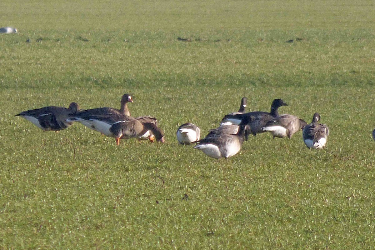 Brant (Atlantic) - ML614329978