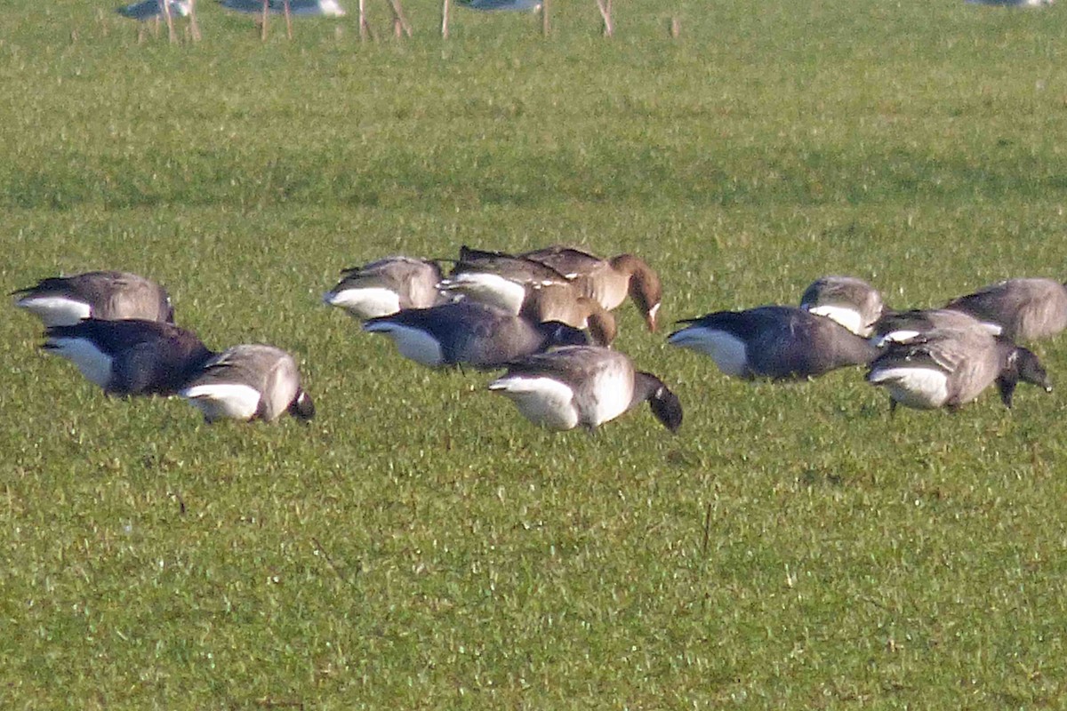 Brant (Atlantic) - ML614329979