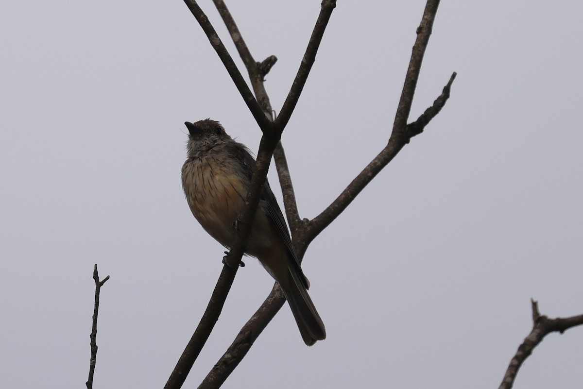 Rufous Whistler - Bay Amelia Reeson