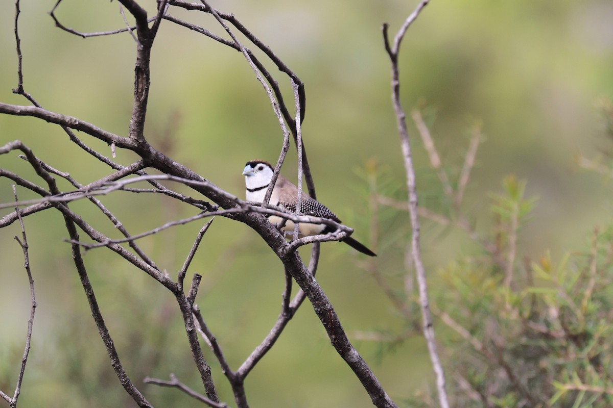 Double-barred Finch - ML614330049