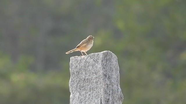 Zitting Cisticola - ML614330078