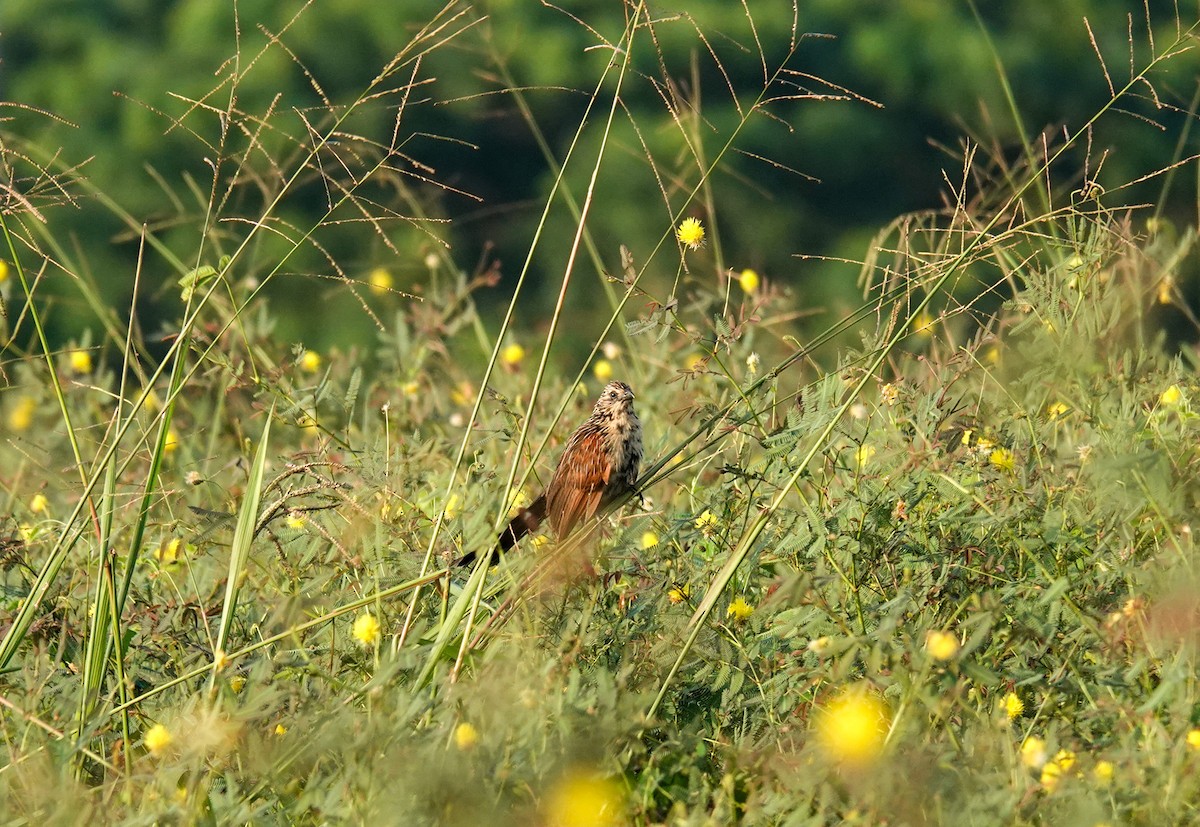 Lesser Coucal - ML614330085