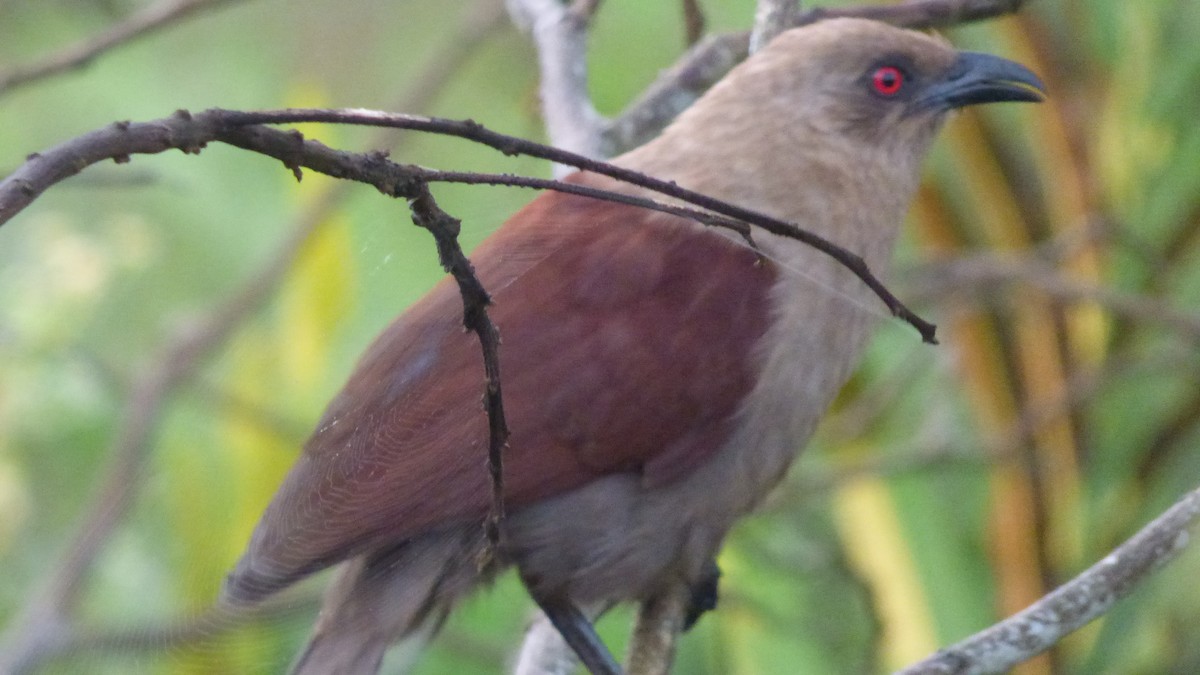 Andaman Coucal - Anonymous