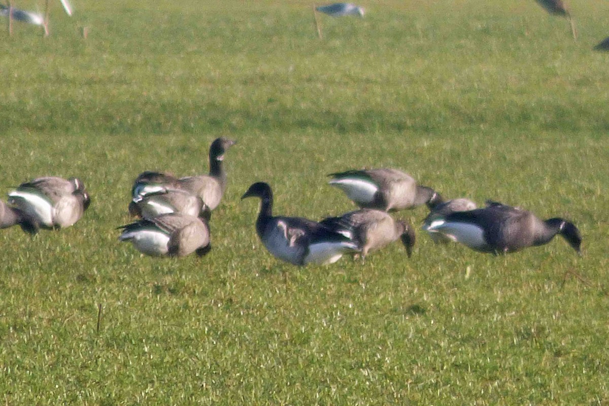 Brant (Atlantic) - ML614330173