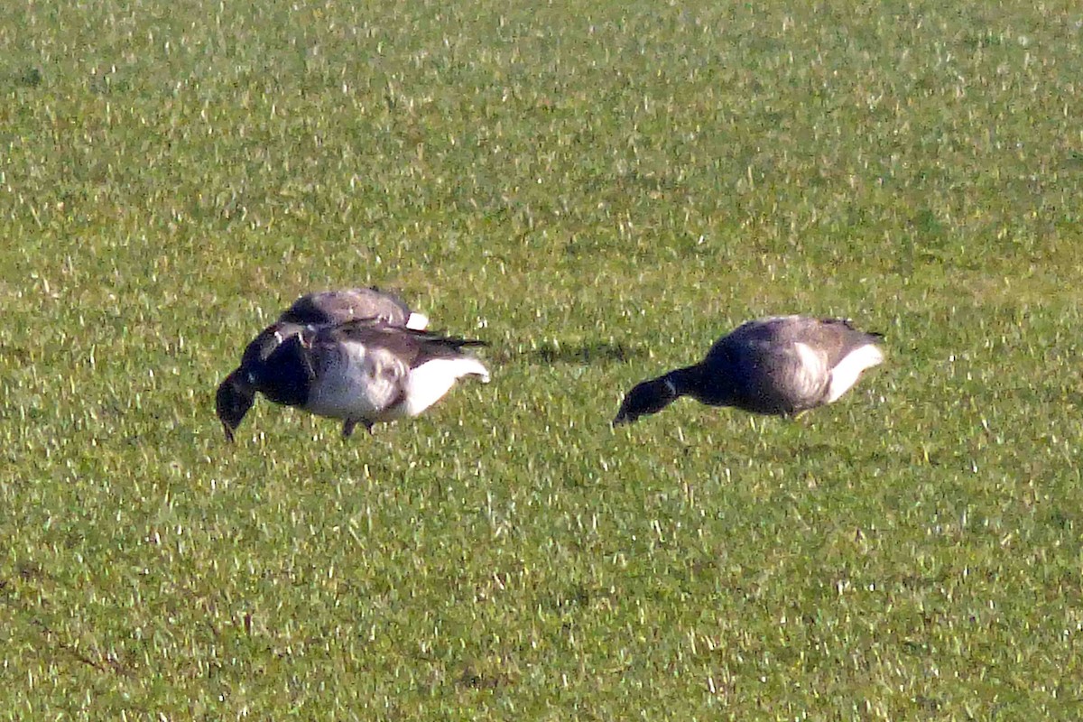Brant (Atlantic) - ML614330185