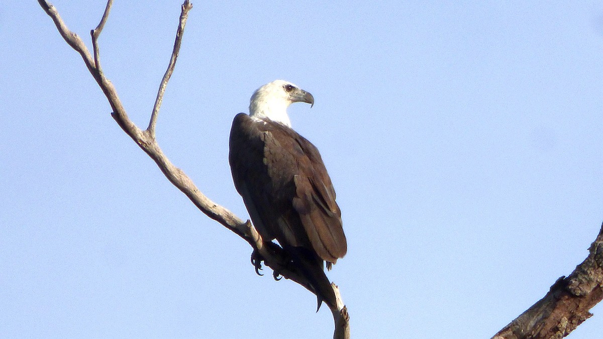 White-bellied Sea-Eagle - ML614330234