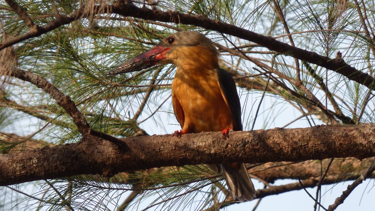 Stork-billed Kingfisher - Anonymous