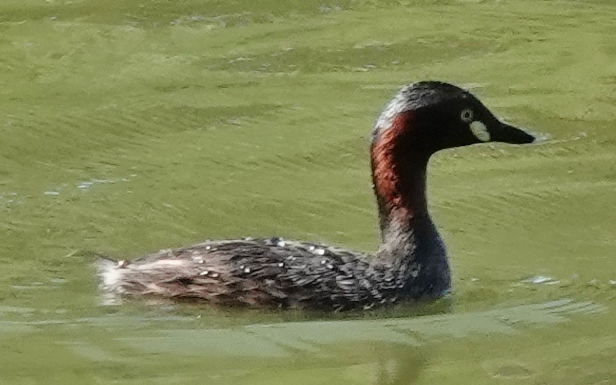 Australasian Grebe - ML614330270