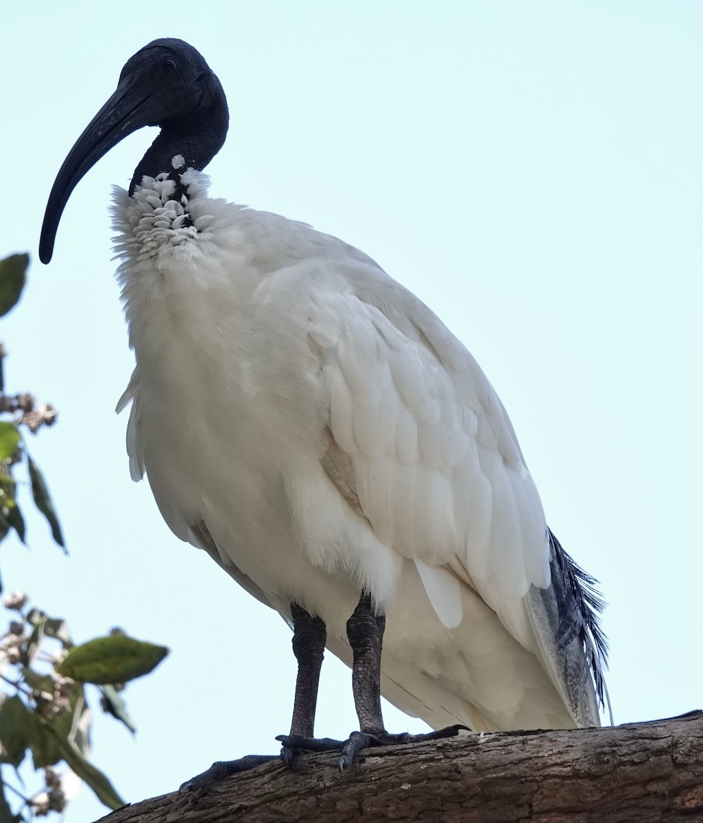 Australian Ibis - ML614330281