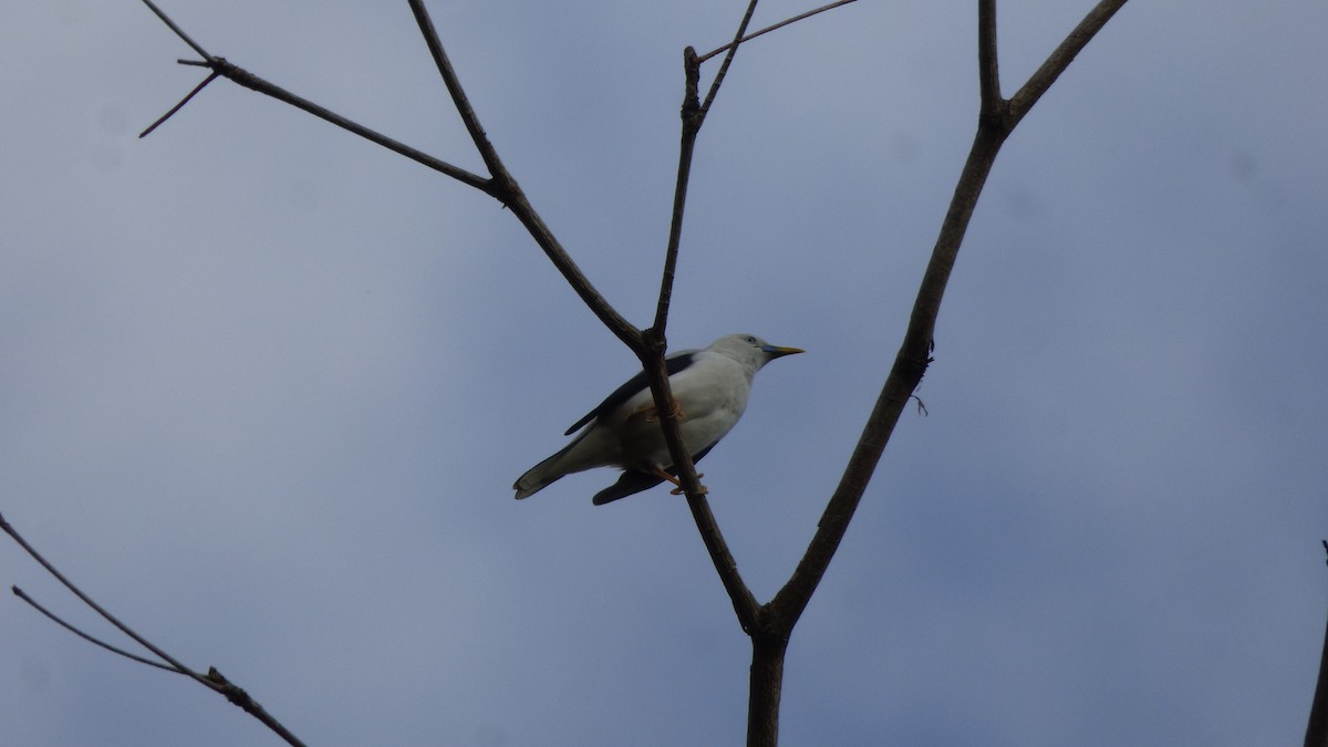 White-headed Starling - ML614330288