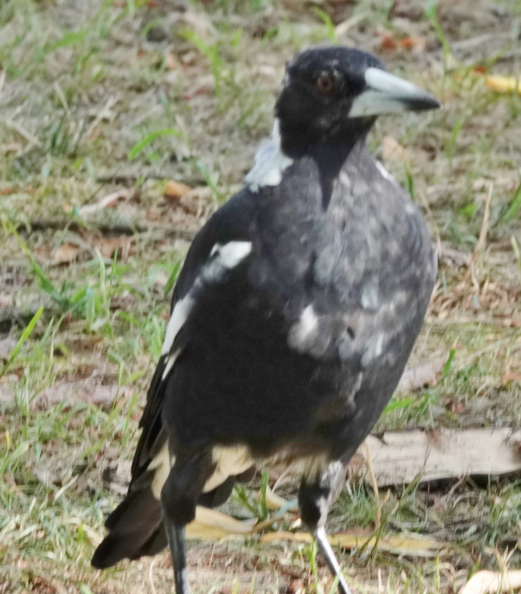 Australian Magpie (Black-backed) - ML614330291