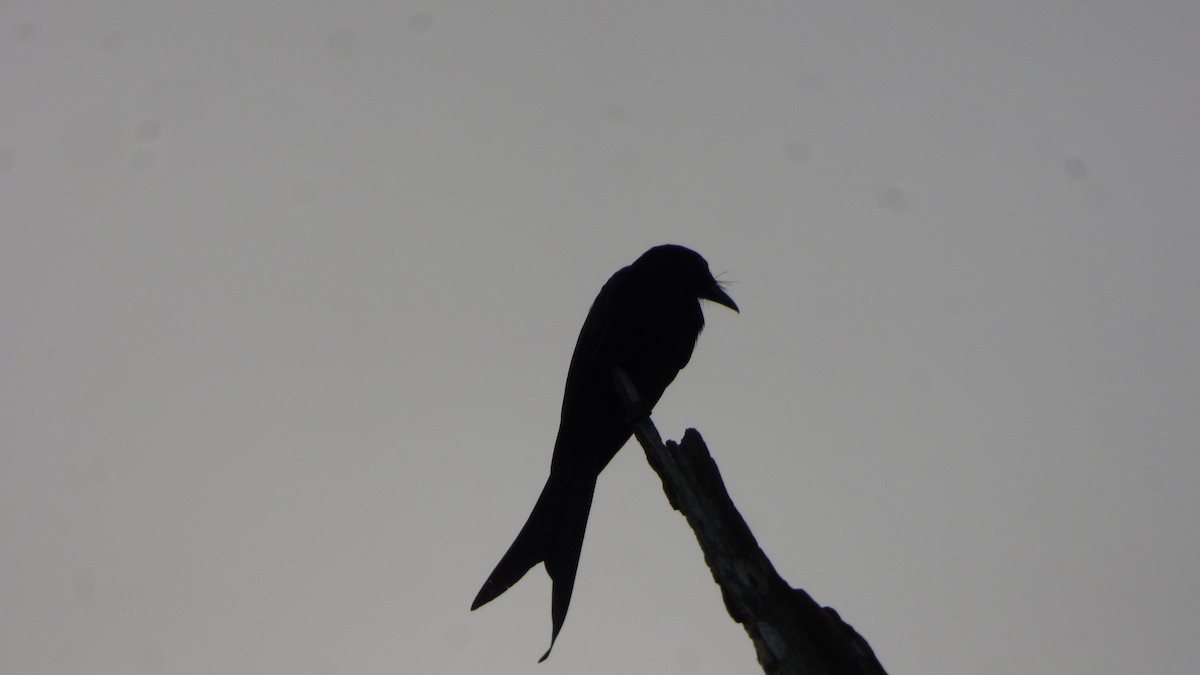 Andaman Drongo - ML614330301