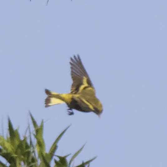 Eurasian Siskin - ML614330326