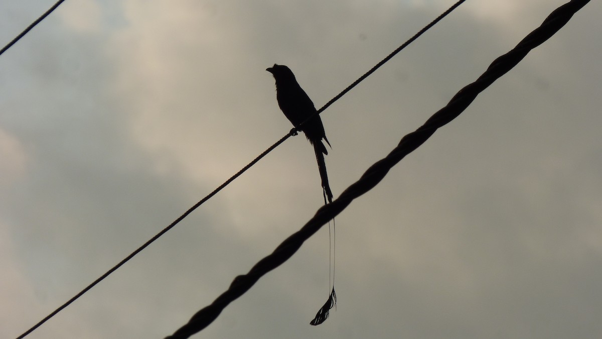 Greater Racket-tailed Drongo - ML614330327