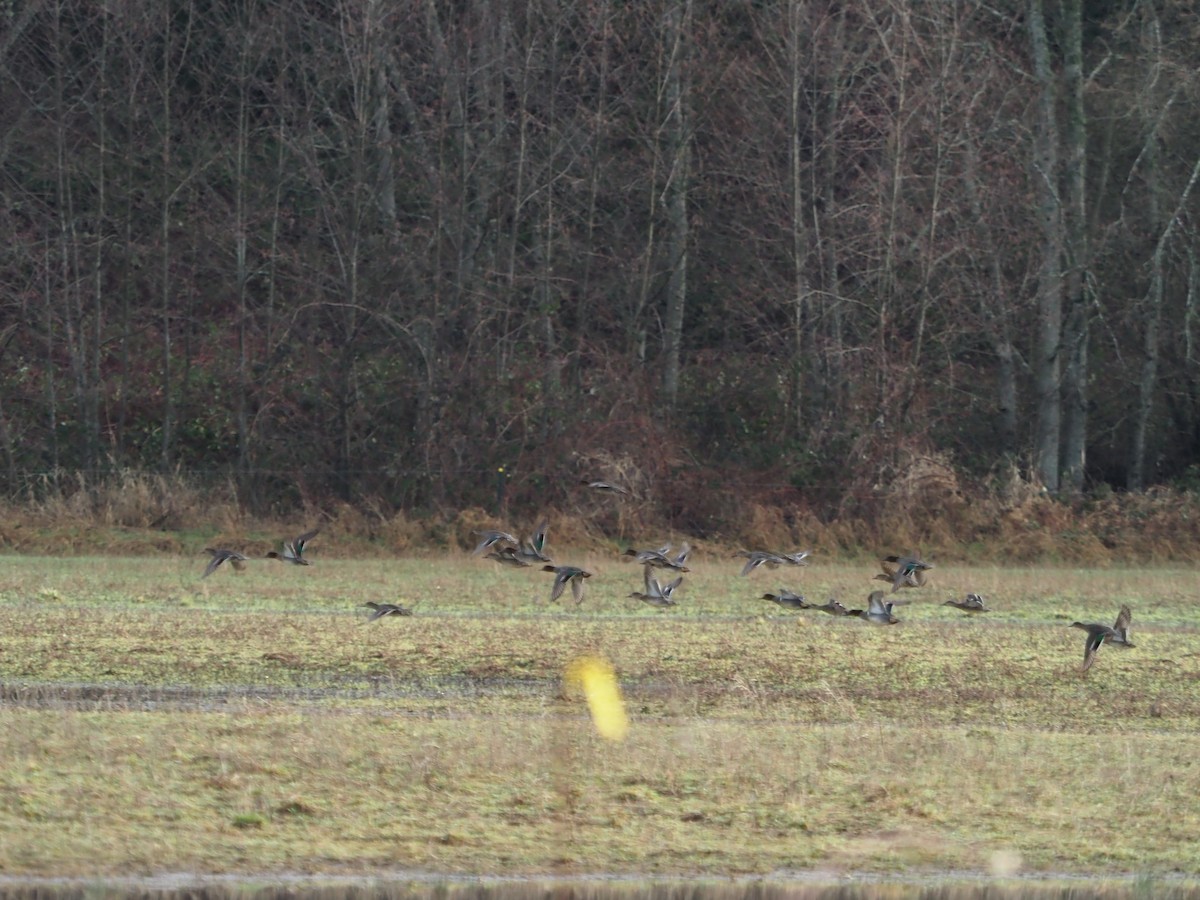 Green-winged Teal - Quin McIntire