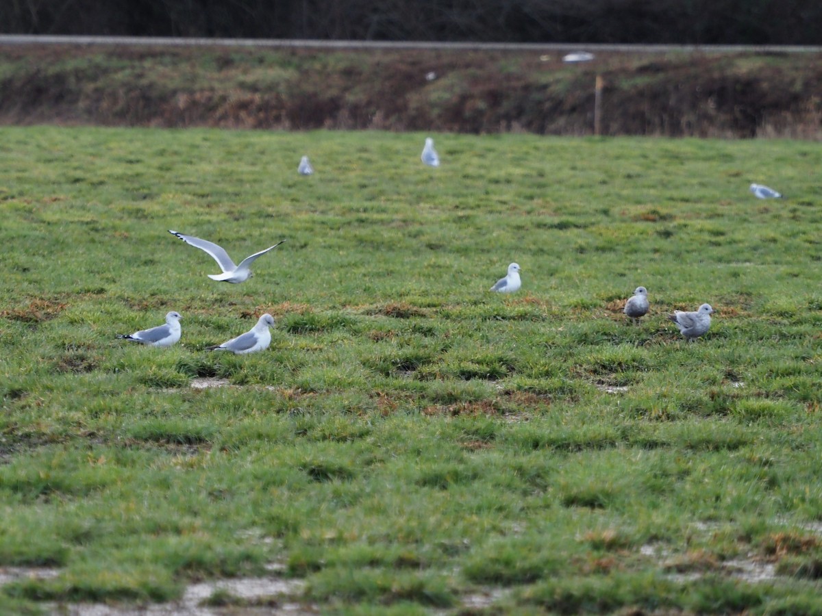 Short-billed Gull - ML614330353