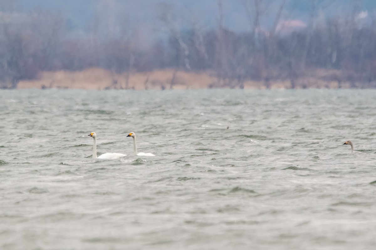 Tundra Swan - ML614330404