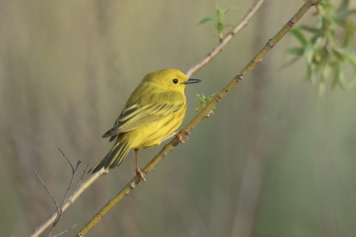 Yellow Warbler - Jack Kew