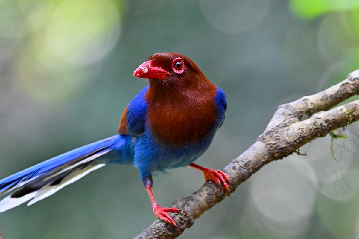 Sri Lanka Blue-Magpie - ML614330488