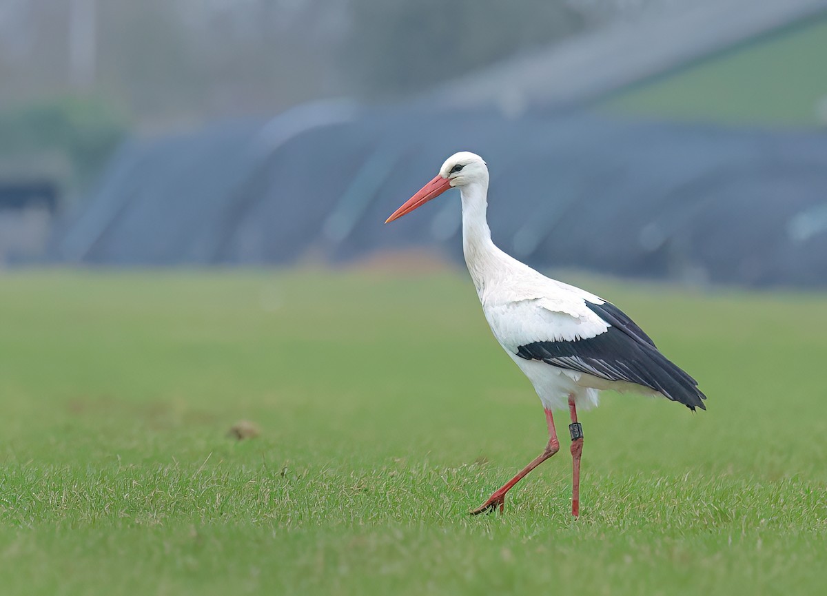 White Stork - ML614330495