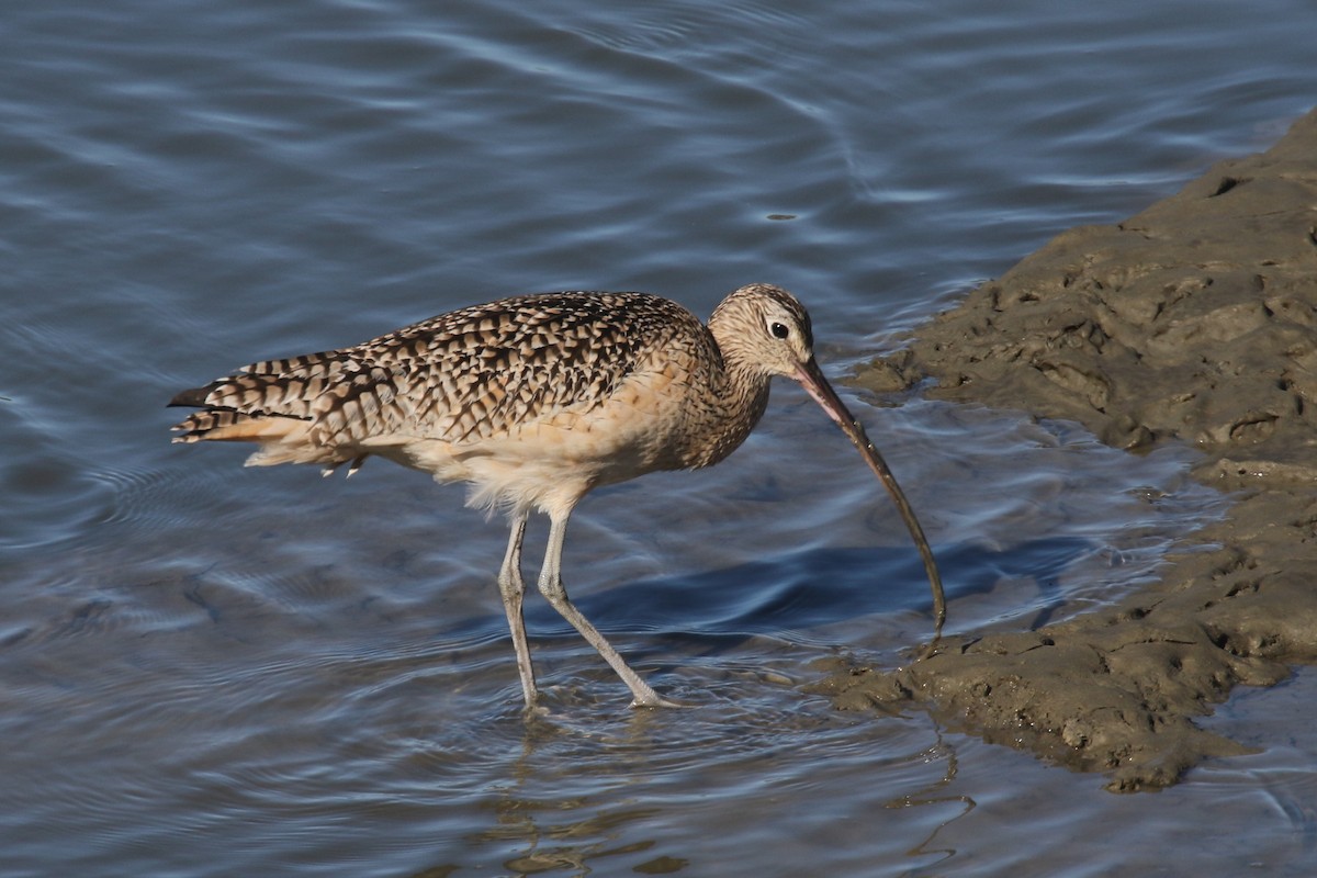 Long-billed Curlew - George Suennen