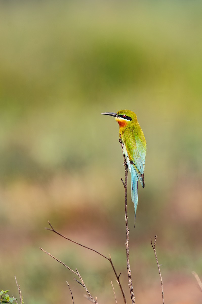 Blue-tailed Bee-eater - ML614330616