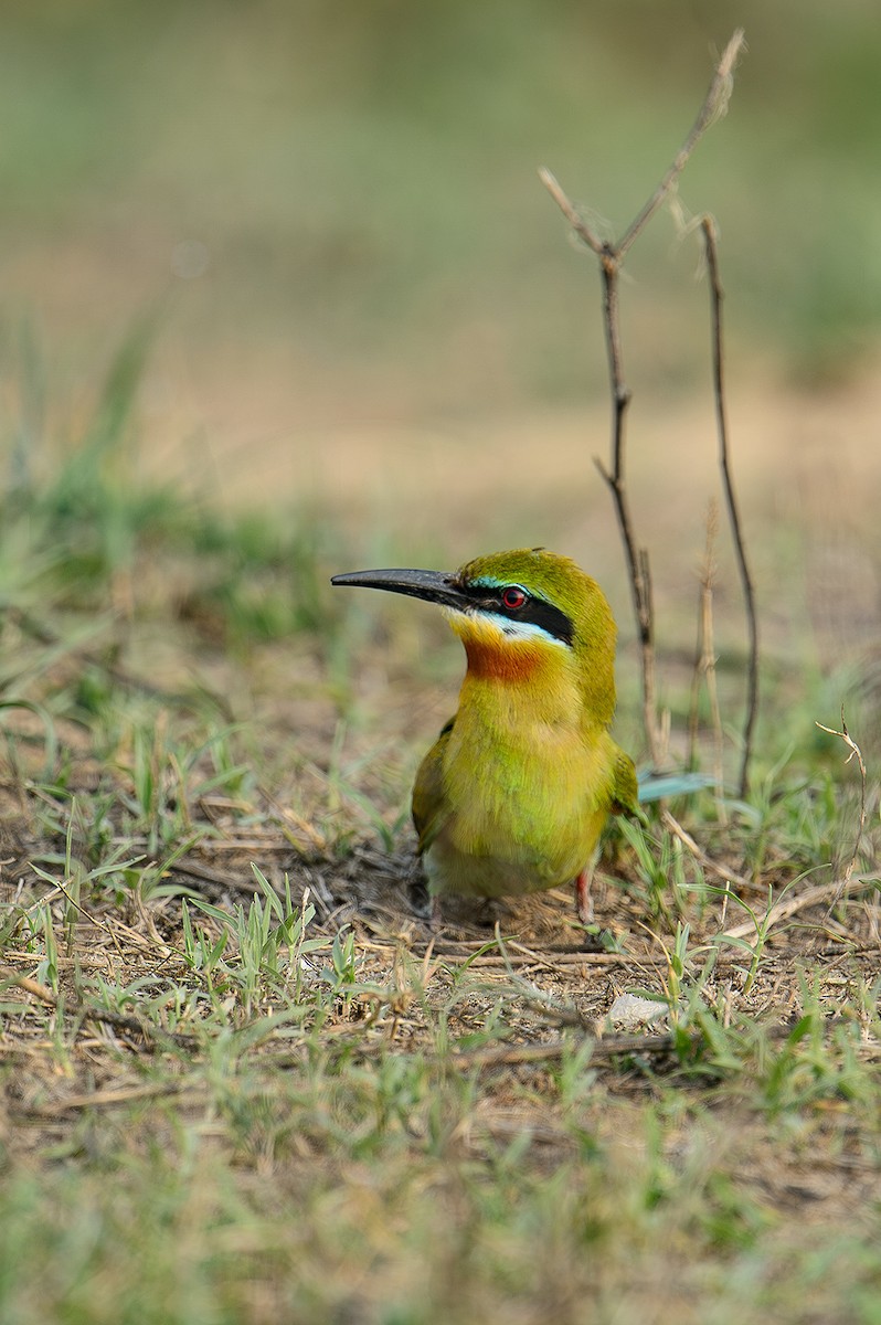 Blue-tailed Bee-eater - ML614330620